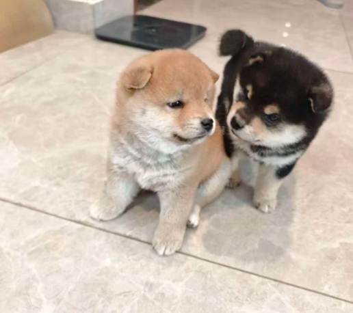 柴犬固執原因 柴犬固執原因