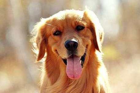 寵物電解質補充 寵物電解質補充