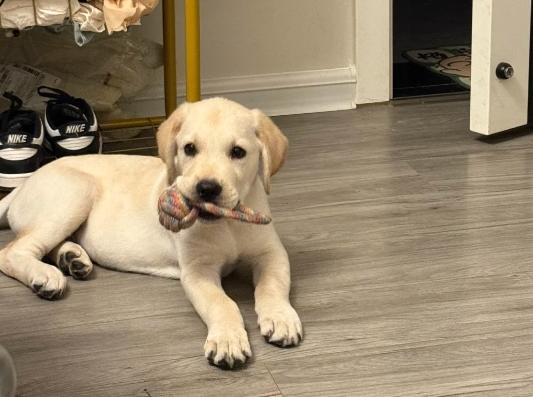 拉布拉多飼養 拉布拉多飼養
