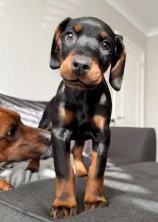 如何改善狗狗睡眠 如何改善狗狗睡眠