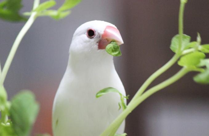 文鳥飲食注意事項