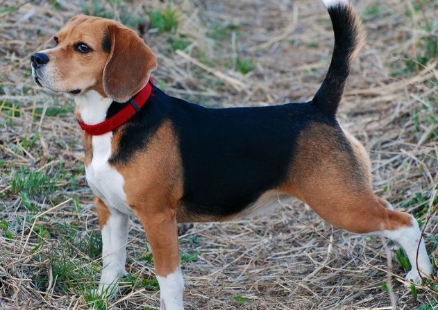 大型米格魯完整指南：飼養秘訣、健康照護與品種解析