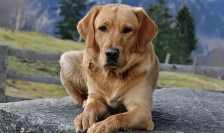 被狗咬多久會好