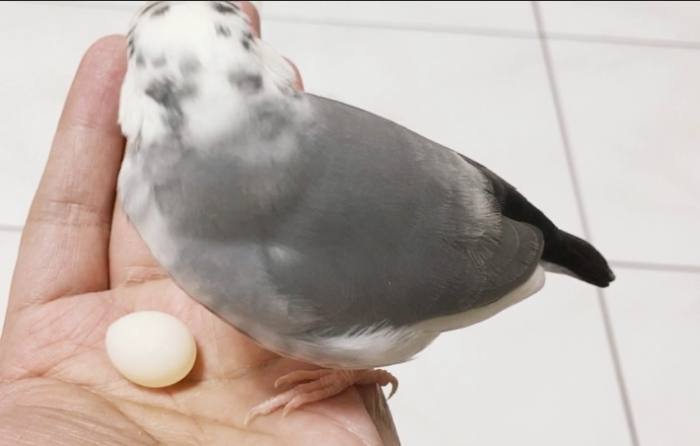 文鳥繁殖前兆 文鳥繁殖前兆