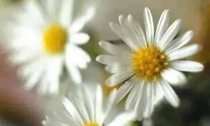 白色雛菊的花語