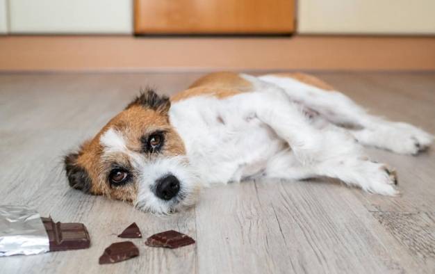 巧克力對狗危害