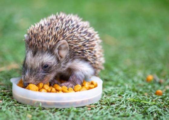 刺蝟照顧 刺蝟照顧
