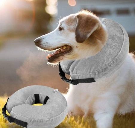 狗狗戴頭套怎麼吃飯