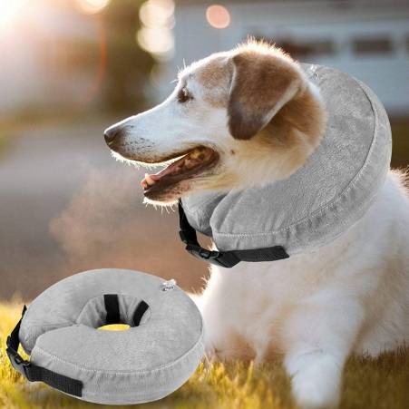 狗狗戴頭套怎麼吃飯？10大實用技巧解決餵食難題