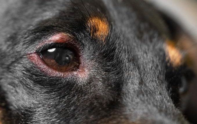 狗狗眼球紅色
