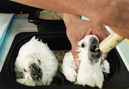 鸚鵡飲食安全 鸚鵡飲食安全