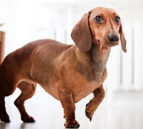 臫腸狗飼養要點 臫腸狗飼養要點