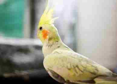 鸚鵡生蛋問題 鸚鵡生蛋問題