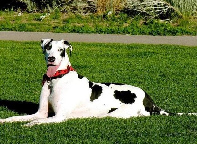 超大型狗飼養 超大型狗飼養