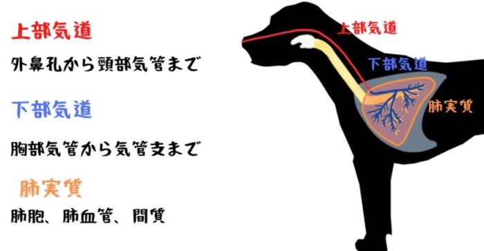 幼犬呼吸頻率全解析：正常值、異常判斷與飼主必學監測技巧