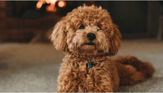 狗嘴巴紅腫原因