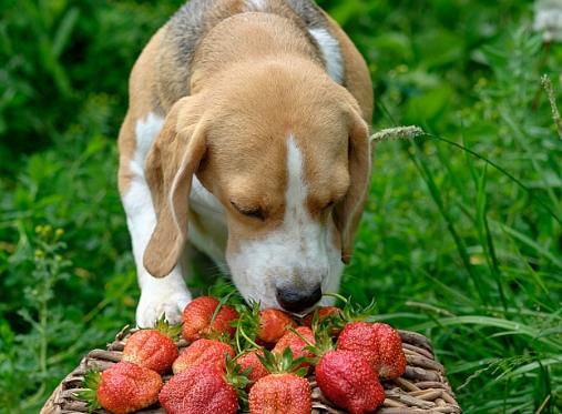 莧菜對狗的好處 莧菜對狗的好處