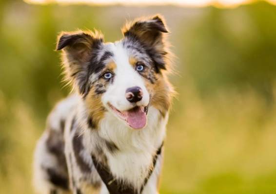 边境牧羊犬起源 边境牧羊犬起源