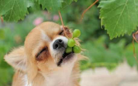 葡萄對狗有毒嗎 葡萄對狗有毒嗎