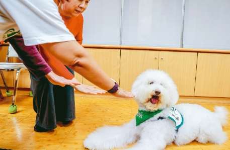 寵物行為矯正價格 寵物行為矯正價格