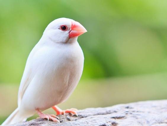 白文鳥會講話嗎？