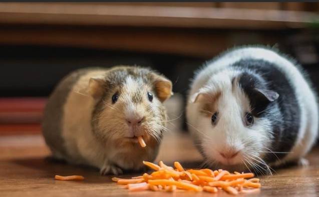 幼年天竺鼠照顧 幼年天竺鼠照顧