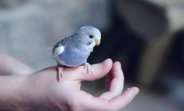 寵物鳥生蛋跡象