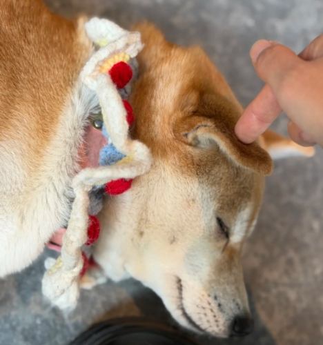 柴犬固執原因 柴犬固執原因