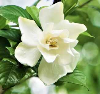 如何形容梔子花香味 如何形容梔子花香味