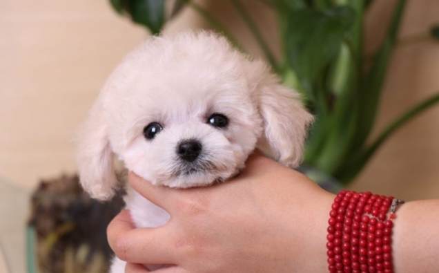 茶杯犬繁殖方法