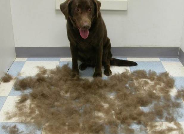 拉布拉多犬飼養困難