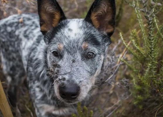 藍色澳洲牧牛犬價格 藍色澳洲牧牛犬價格