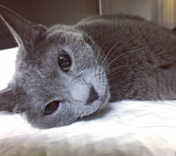 貓甲亢飲食管理