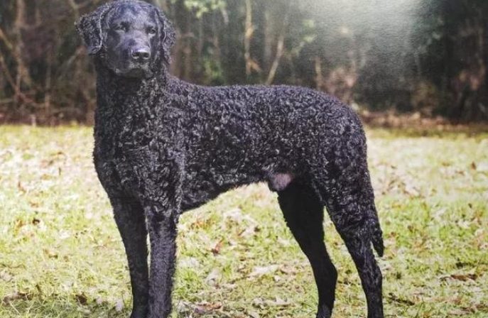 捲毛尋回犬飼養