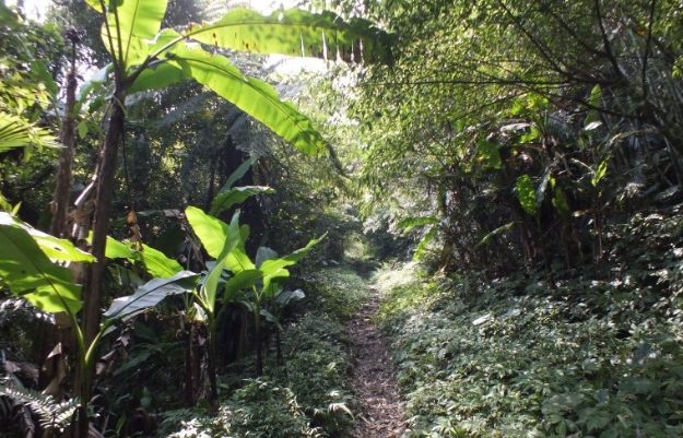 白雞山步道難度 白雞山步道難度