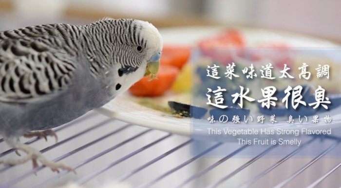鸚鵡多大可以吃水果