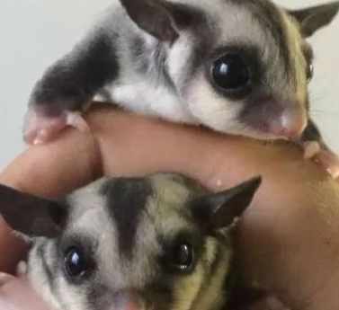 寵物蜜袋鼯餵食 寵物蜜袋鼯餵食