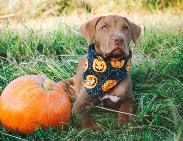 南瓜皮對狗的好處