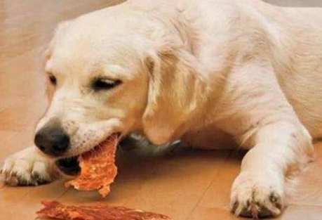 狗狗誤吞骨頭 狗狗誤吞骨頭
