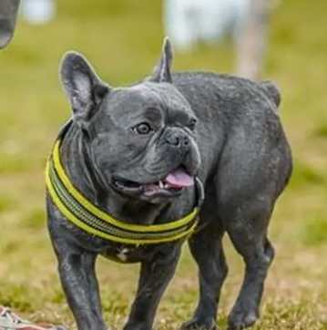 澳洲斗牛犬飼養 澳洲斗牛犬飼養
