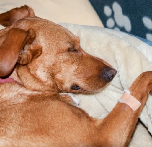 貴賓犬氣管問題 貴賓犬氣管問題