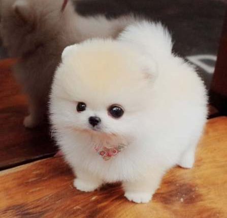 茶杯犬台灣價格