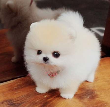 茶杯犬價格台灣