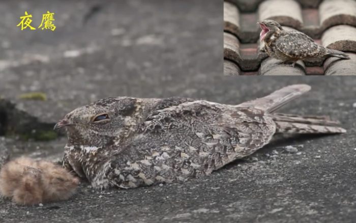 夜鷹 是什麼 鳥 夜鷹 是什麼 鳥