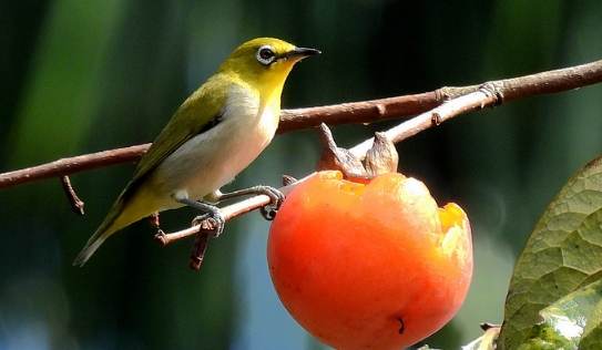 小鳥吃柿子安全嗎 小鳥吃柿子安全嗎