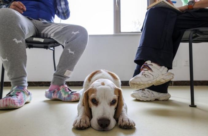 寵物行為矯正價格 寵物行為矯正價格