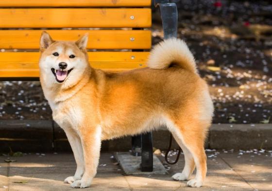 柴犬運動需求 柴犬運動需求