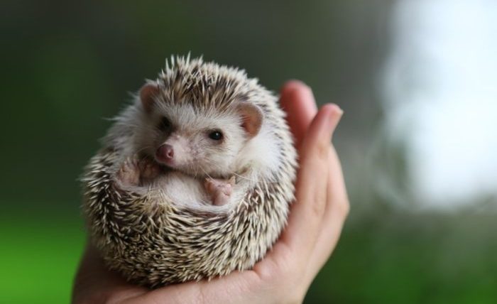 刺蝟一定要吃蟲嗎