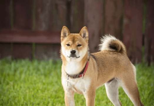 遛狗注意事項 遛狗注意事項