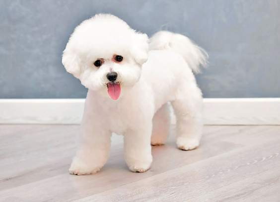 比熊犬好養嗎？